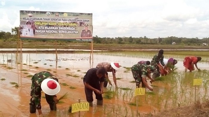 Dandim 1004 Kotabaru Lakukan Penanaman Padi Serentak