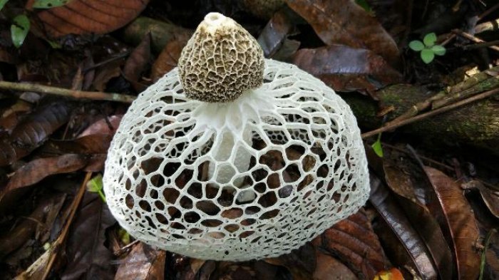 Di Balik Hutan Belantara di Kahung Kecil, Tim Ekspedisi Menemukan Keindahan yang Belum Terjamah