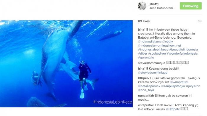 Lihat Jane Shalimar Menyelam Bersama Hiu Paus, Ternyata Di Gorontalo Loh