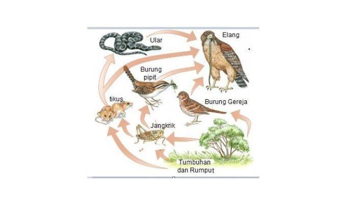 jawaban-173-buatlah-jaring-jaring-makanan-yang-mungkin-terjadi-pada-hutan