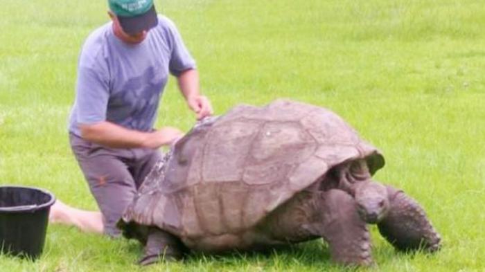 Akhirnya, Di Usia 184 Tahun, Hewan Tertua di Dunia Ini Dimandikan untuk Pertama Kali