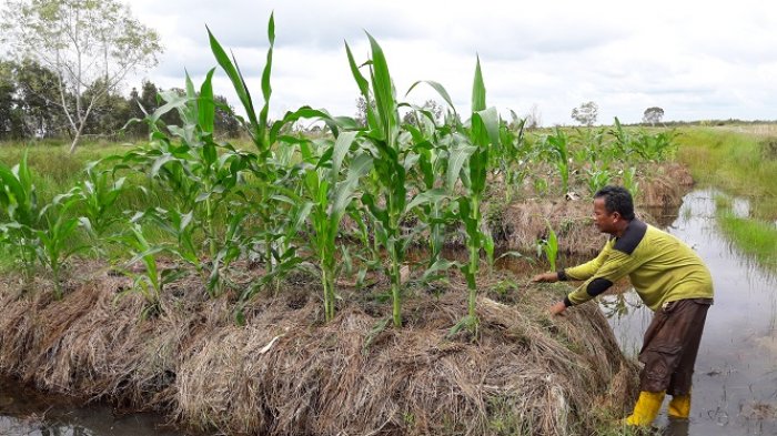 Semakin Pedas dan Terkenal hingga Dikembangkan di Luar Tapin, Junaidi Bangga Bertani Cabai Hiyung