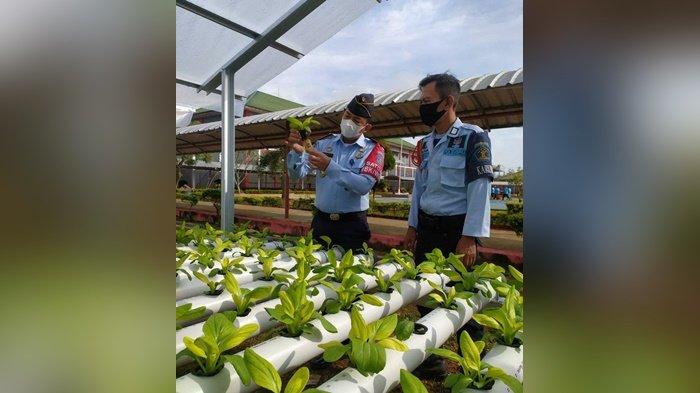Warga Binaan dan Petugas Lapas Banjarbaru Kalsel Panen Pakcoy Hidroponik