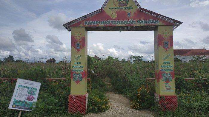 Lorong Tanaman Ambruk, Kampung Pertanian Terpadu di Areal Pemprov Kalsel Tak Terawat Pasca-HPS