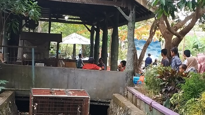 Banyak Sampah di Dekat Kandang Buaya di Banjarmasin, Kepala Taman Satwa Geleng-geleng Kepala