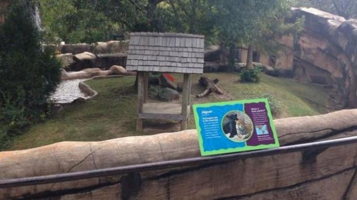 Balita Kritis Jatuh ke Kandang Jaguar