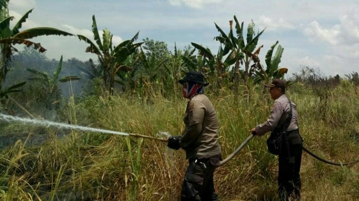 Lahan Sawit Seluas 31 Hektare di Cintapuri Terbakar, Ini Kerugian yang Dialami Perusahaan