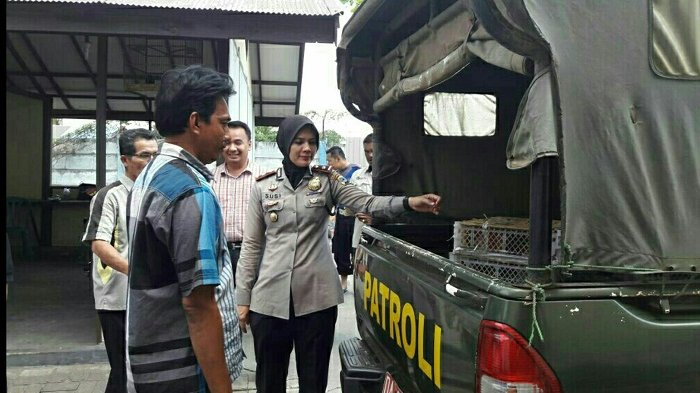Diselipkan di Ruang Sopir Truk Fuso, Begini Cara Penyeludup Sembunyikan 120 Burung