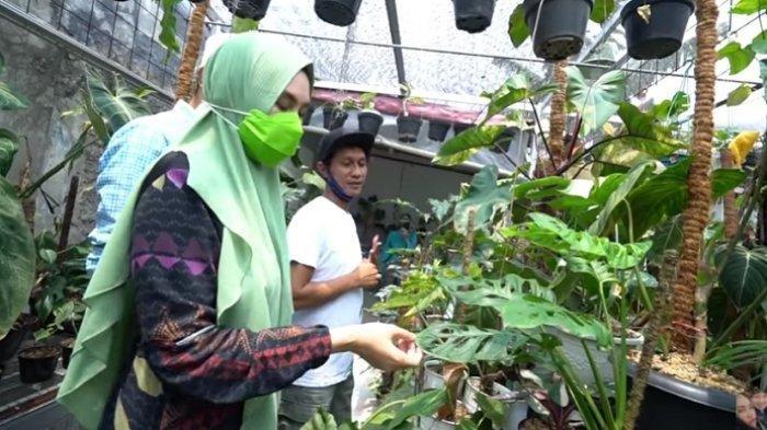 Ditemani Habib Usman, Kartika Putri Syok Gegara Harga Tanaman Hias Janda Bolong Rp 90 juta