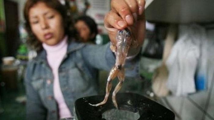 Katak Air Titanica Sering Dijadikan Minuman oleh Orang Peru Demi Kesehatan