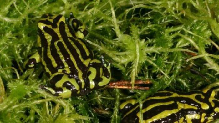 Katak Ini Terancam Punah karena Penyakit Jamur Kulit