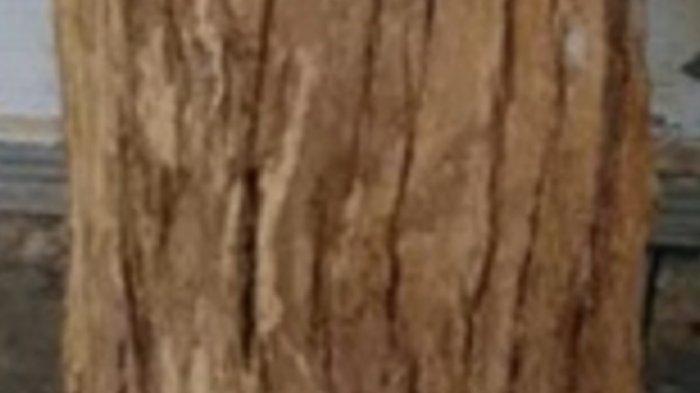 Kulit Kayu Halaban Dipercaya untuk Sembuhkan Panyakit Amandel