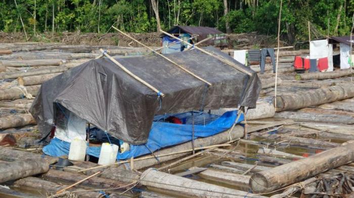 Lebih 25.000 Batang Kayu Log Tanpa Dokumen Mengambang di DAS Barito