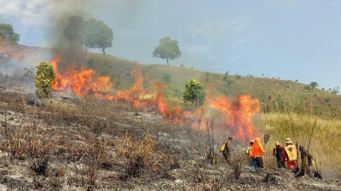 Begini Perjuangan Padamkan Karhutla di Dekat Tahura Sultan Adam, Petugas Susah Cari Oksigen