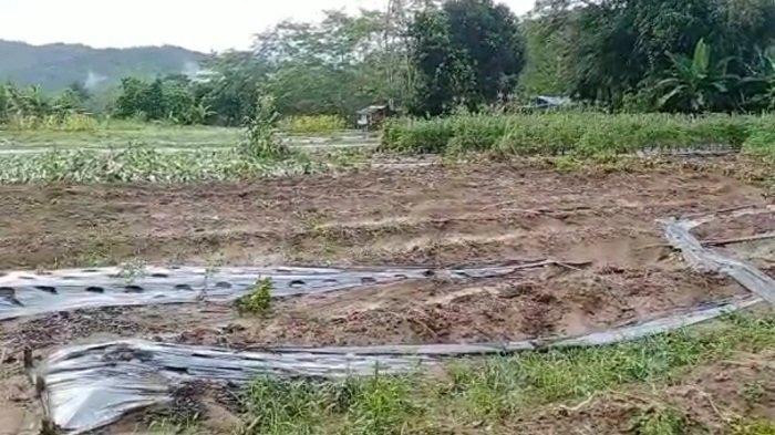 Terdampak Banjir, Puluhan Hektar Kebun Warga di Kecamatan Tebingtinggi Balangan Alami Kerusakan