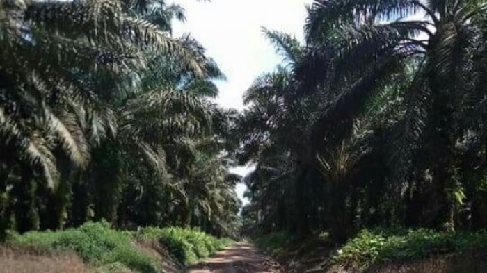 Tanggapan GAPKI Atas Aksi Aktivitis Greenpeace Naiki Kapal Tanker Pengangkut Minyak Sawit Indonesia