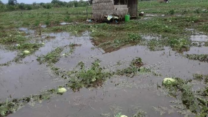 Air Laut Merendam dan Menghanyutkan Puluhan Hektare Kebun Semangka, Ini Karugian Warga