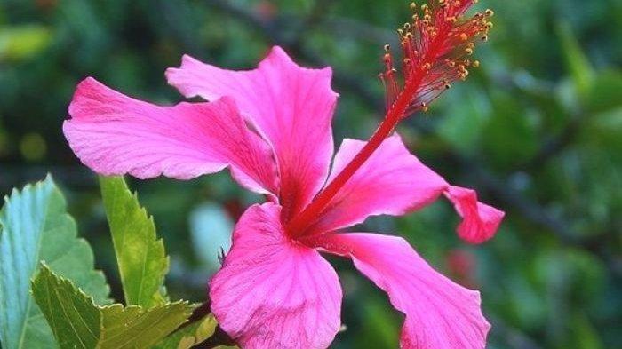 Kembang Sepatu Mampu Sembuhkan Sariawan, dr Zaidul Akbar Beberkan Rahasia Racikan Dibikin Teh