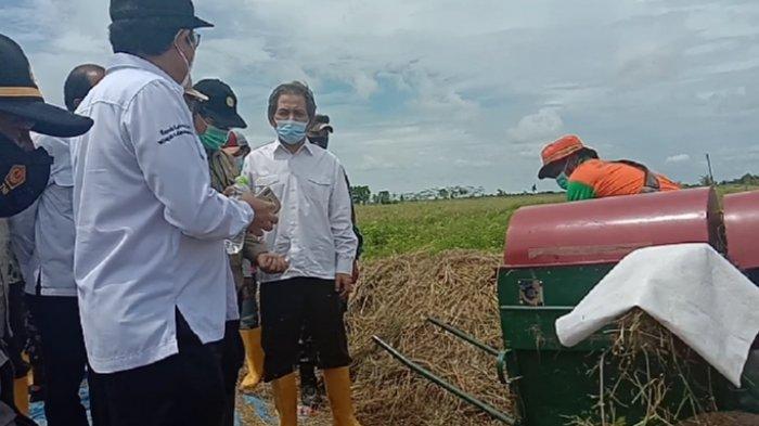 Petani Food Estate Pulangpisau Kalteng Keluhkan Pengairan Lahan Gambut