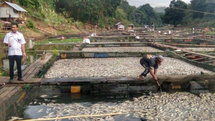 Hindari Pencemaran, Dinas Perikanan Banjar Minta Bangkai Ikan Mati Segera Dibersihkan