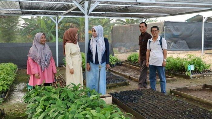 Sebagai Pengganti Pakan Alternative Ulat Sutra, Dishut dan Disbunak Kalsel Kembangkan Tanaman Jarak