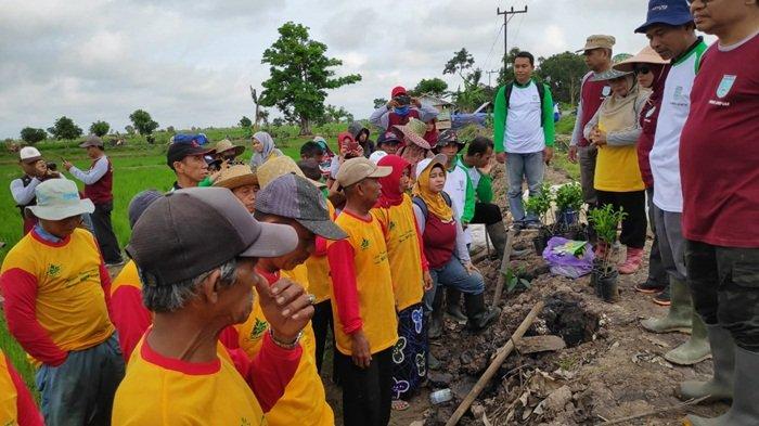 Program Serasi di Kabupaten Banjar Terseok-seok, Padi Unggul Tersendat, Ini Penyebabnya