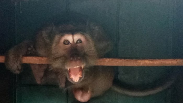 Geger, Kera Bertaring Serang Pesantren Darussalam, Ini Penampakannya