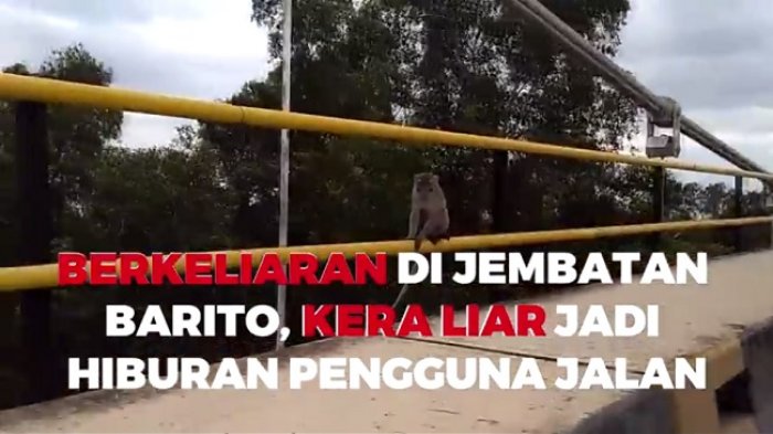 Kera Liar Ini Berkeliaran Bebas di Jembatan Barito, Pengguna Jalan Jadi Terhibur