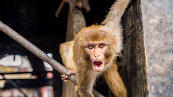 Tragis Dialami Pria Ini, Ia Tewas Setelah Dilempari Batu oleh Sekawanan Kera