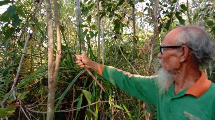Pencari Bajakah Lirik Hutan Mentaya Seberang Sampit, Hati-hati Ini Ciri Bajakah Mengandung Racun