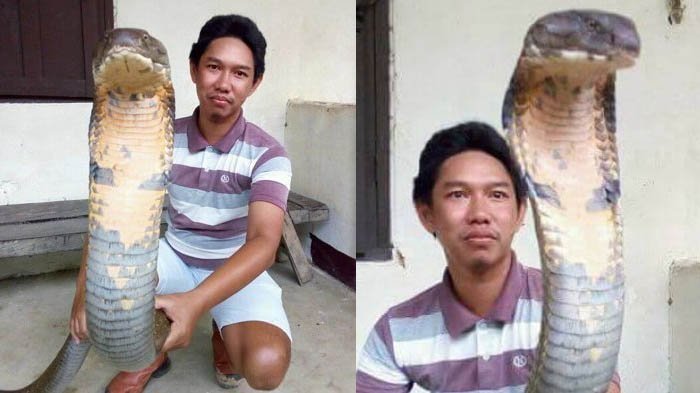 Ular King Cobra Raksasa Jadi Viral, Ini Cerita Mengejutkan yang Akan Dilakukan Sang Penemu