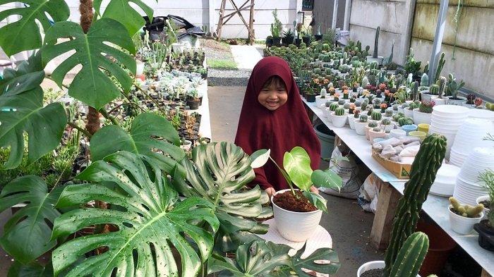 Monstera Tengah Diminati Pecinta Tanaman Hias, Harganya Ratusan hingga Jutaan Rupiah