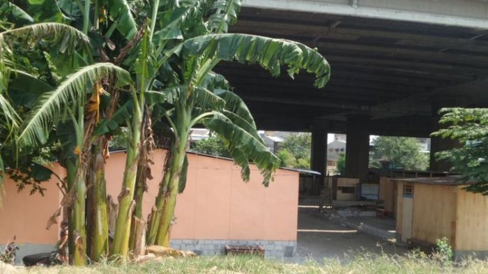 1.000 Petugas Gabungan Akan Serbu Bawah Tol Kalijodo yang Jadi Hunian Liar