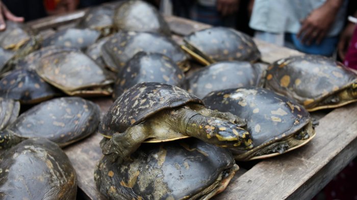 Usai Berpesta, Seorang Wanita Mengeluh Sakit, Ternyata Ditemukan ini di Organ Intimnya