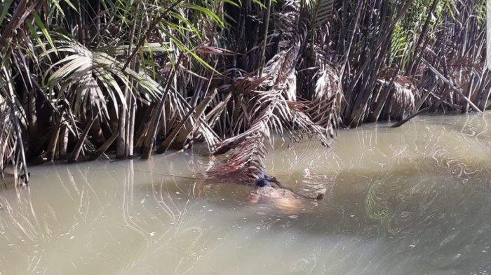 Kakek Lana Ditemukan Mengapung di Sungai, Diduga Tenggelam Saat Mencari Ikan