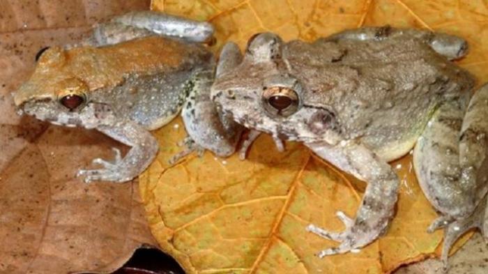 Biasanya Bertelur, Katak dari Sulawesi Ini Justru Melahirkan