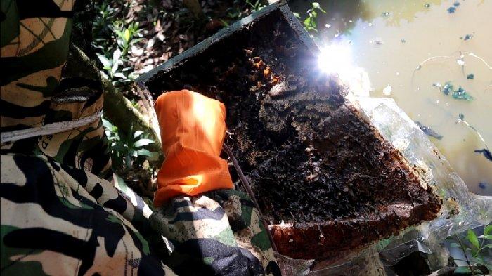 Macam-macam Khasiat Madu Lebah Kelulut Bagi Kesehatan