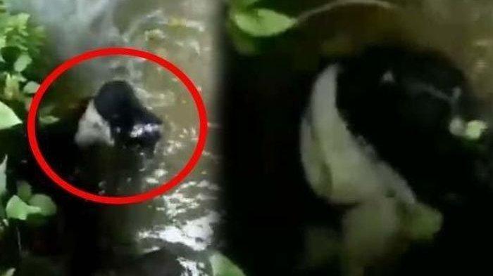 VIRAL Video Makhluk Mirip Kuntilanak Kepergok Sedang Mandi, Menghilang Ketika Mau Ditangkap