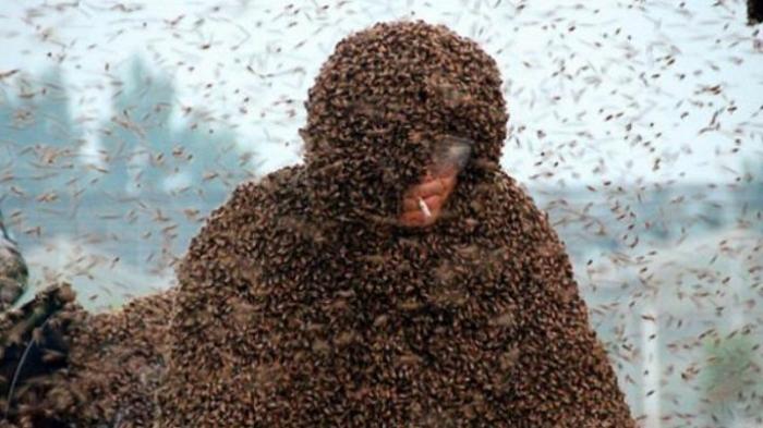 5 Serangan Lebah ke Manusia Ini Bikin Jeri, dari Tunda Penerbangan Sampai Bikin Semaput