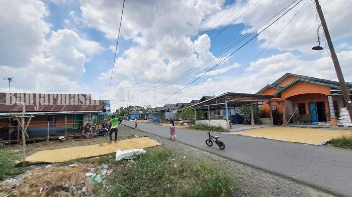 Petani Jejangkit Muara Kabupaten Barito Kuala Panen Padi Unggul