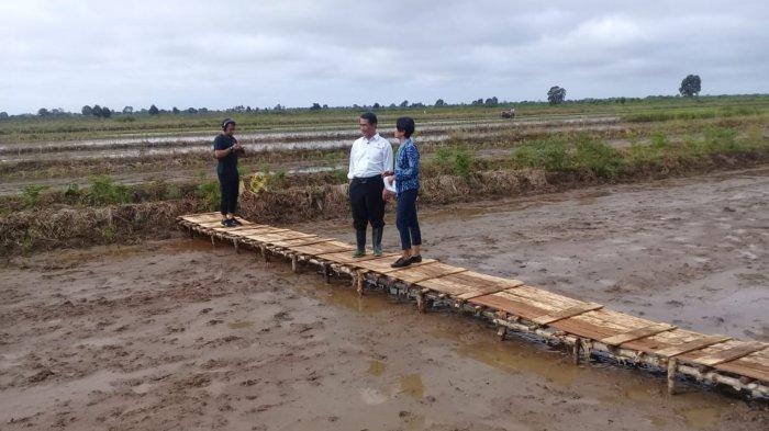 Padi Unggul Serasi Lenyap Lalu Muncul Padi Jenis Lokal, Terungkap 5 Fakta Tentang Padi Serasi