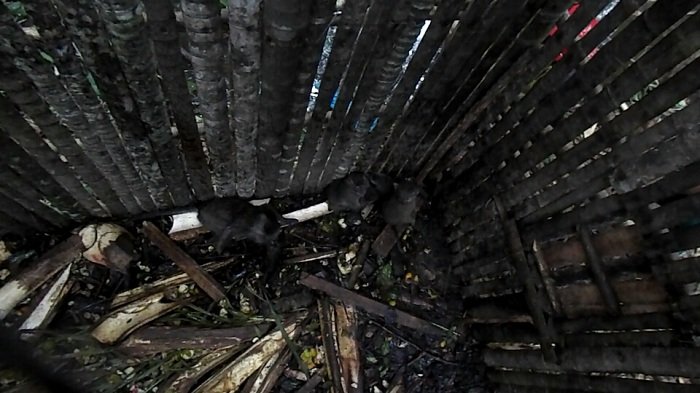 Warga Belandean Kehabisan Akal Hadapi Monyet, Diracun Tak Mempan, Diberi Jarum Buah Tak Dimakan