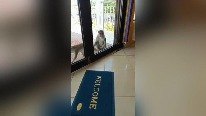 Kawanan Monyet Serang RSJ Sambang Lihum, Rusak Kendaraan Karyawan