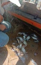 Nelayan Ujung Pandaran Teluk Sampit, Terpaksa Jual Murah Rajungan ke Pengepul