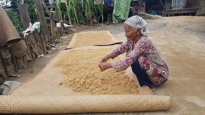 Nenek Korban Banjir di Banjar Ini Jemur Padi Terendam saat Banjir, Hamnah Berharap Dapat Dijual