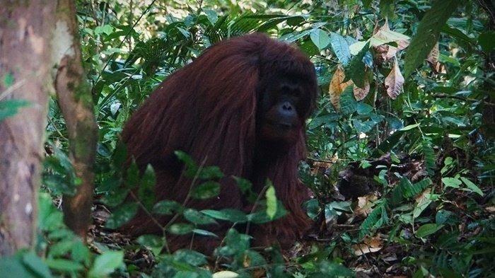 Tubuhnya Bisa Lebih Besar dari Manusia, Orangutan Penghuni TN Sebangau Jadi Daya Tarik