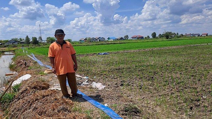 Lahan Pertanian Terancam Kekeringan, Petani di Jejangkit Batola Manfaatkan Pompa untuk Airi Sawah