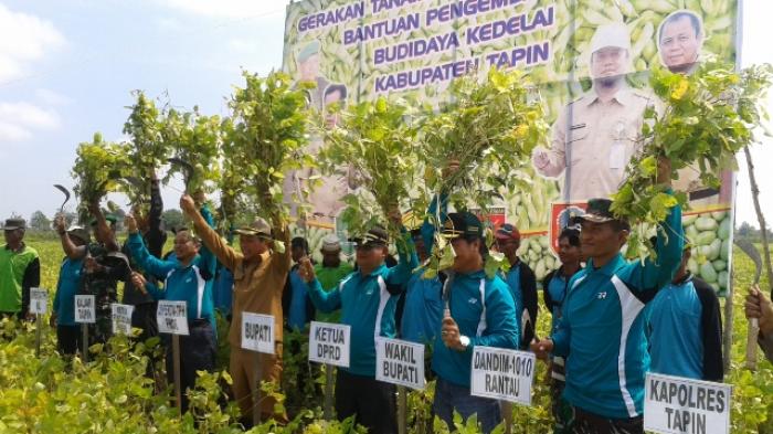 Meski Kemarau, Hasil Kedelai di Tapin Capai 10 Ton per Hektare