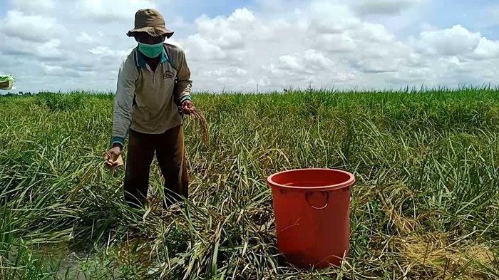 Padi Petani di Martapura Timur Terendam, Plt Kadis TPH Sebut Tidak Terima Laporan Gagal Panen