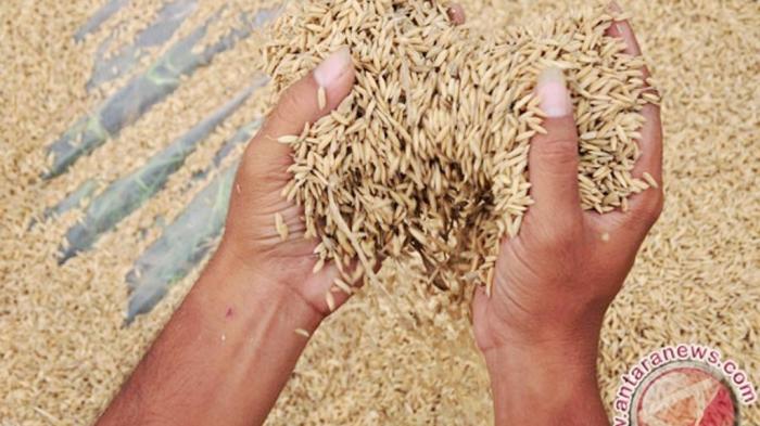 Masyarakat Kalsel-Kalteng Panen Raya Padi Lokal